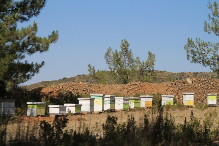 Пчелиные ульи в горах Троодоса